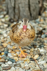 Portrait of young brown mandarin duck