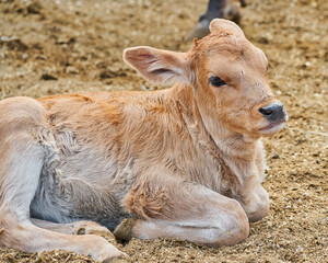 Fototapeta premium Adorable calf in the meadow resting concept of rural farm life
