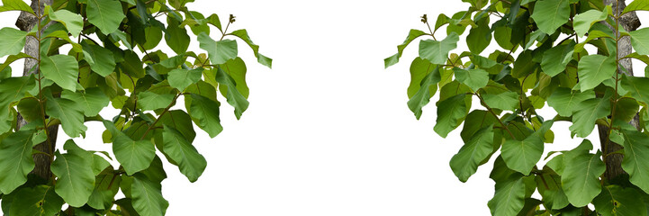 Isolated tectona grandis or teak branches and tree with clipping paths.