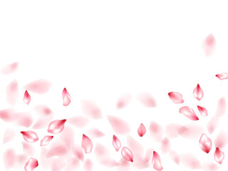 Pink sakura flower flying petals isolated on white vector background.