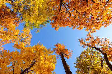 Colorful treetops during autumn foliage on a sunny day