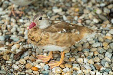 Portrait - detail of mandarin duck