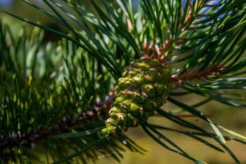 Green pine cone hanging on fir needles branch 