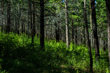 Obraz premium New pine tree forest on mountain 