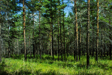 New pine tree forest on mountain 