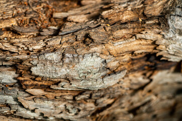Detail of wood crust structure 