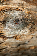 Detail of tree scrupt structure