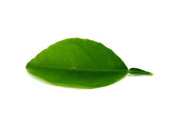Lime leaves or citrus plants isolated on a white background, orange leaves have medicinal properties and are processed in various foodstuffs
