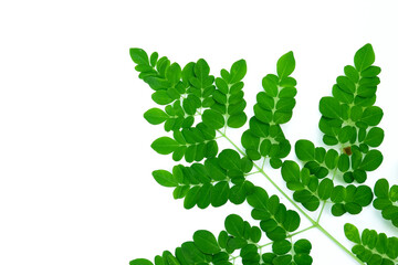 Fototapeta na wymiar Moringa leaves or Moringa plant isolated on a white background, Moringa leaves have medicinal properties and are processed as food ingredients