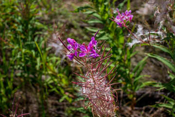 Seed stage of Chamaenerion is a genus of flowering plants in the family Onagraceae also called fireweed, rosebay willowherb
