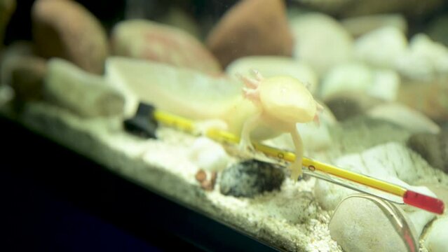 Adorable axolotl swims in an aquarium and looks at the camera