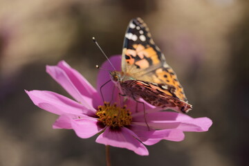 The colorful colors of cosmos and roses, the representative flowers of autumn