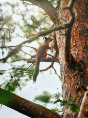 squirrel on tree