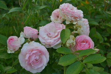 Pink floribunda rose blooms in the evening garden.