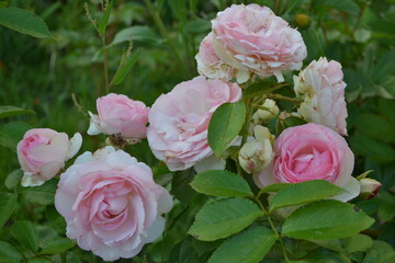 Roses in the garden.

