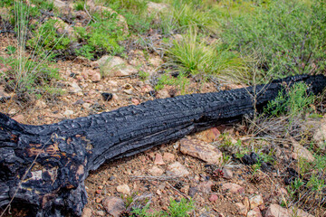 Burnt tree in woodland after dangerous forest fire