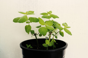 Mint is grown in a flower pot.