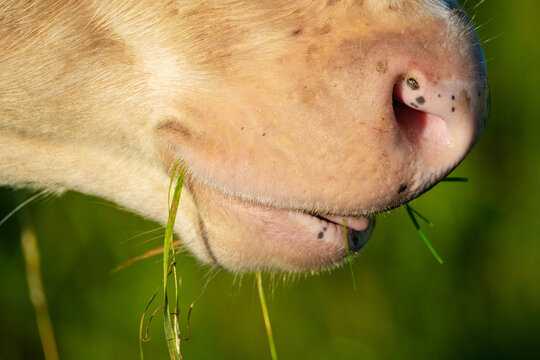 cow snout || Koeiensnuit