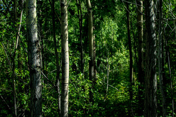 Dense mixed woodland birch and pine trees in summer