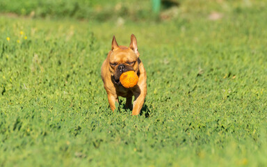 Adorable small active little smart dog French Bulldog playing with a ball