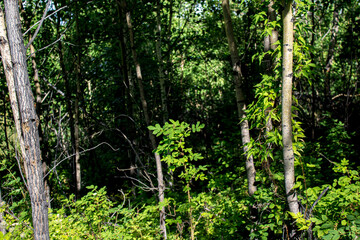 Obraz premium Dense mixed woodland birch and pine trees in summer