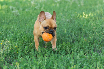 Fototapeta premium Adorable small active little smart dog French Bulldog playing with a ball