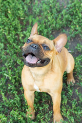 Adorable small active little smart dog French Bulldog playing with a ball