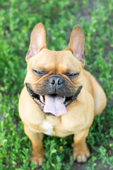 Adorable small active little smart dog French Bulldog playing with a ball