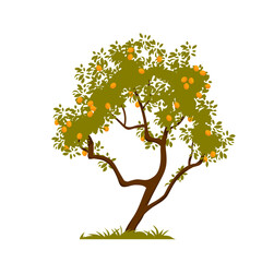 Apricot tree with ripe fruit on branches vector illustration. Cartoon isolated trunk growing on soil of garden with green grass, harvest of peaches or apricots from farmers agricultural orchard