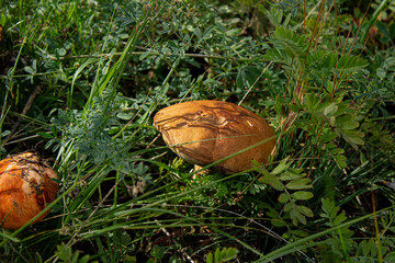 Leccinum scabrum, commonly known as the rough-stemmed bolete, scaber stalk, and birch bolete, is an edible mushroom in the family Boletaceae