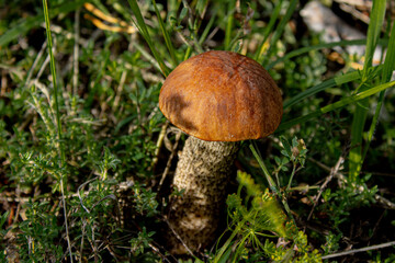 Leccinum scabrum, commonly known as the rough-stemmed bolete, scaber stalk, and birch bolete, is an edible mushroom in the family Boletaceae