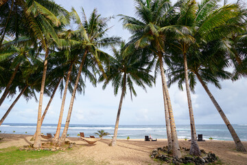 Obraz na płótnie Canvas Tropical landscape. Sand beach with coconut palm trees.