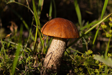 Leccinum scabrum, commonly known as the rough-stemmed bolete, scaber stalk, and birch bolete, is an...
