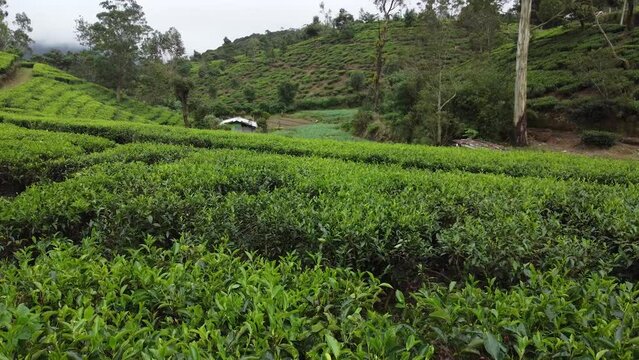 Krajobraz g&oacute;rski, zielone piękne wzg&oacute;rza widok z g&oacute;ry z drogami przez doliny z polami herbaty.