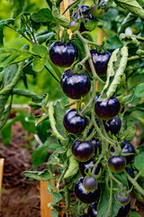 Black tomatoes on branch in summer garden