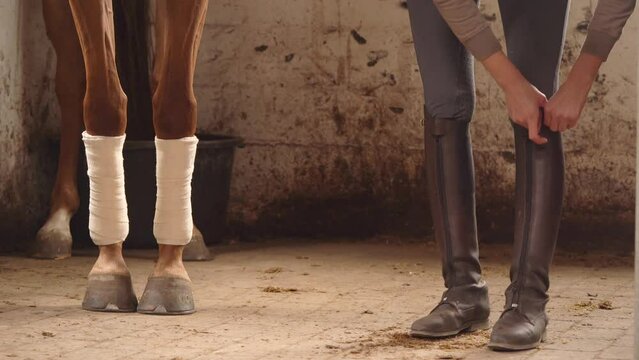 Knee-level Shot Of Horsewoman Locking Strap Of Horse Riding Boots Next To A Dressage Horse With Front Legs In Polo Wraps.