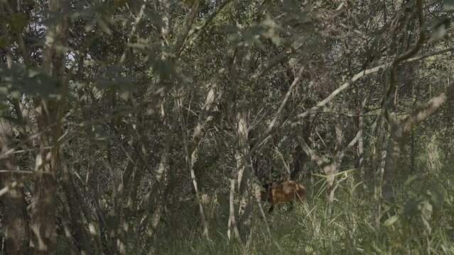 maned wolf hiding in the woods