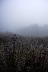 On a foggy gray autumn morning, a man runs into a field