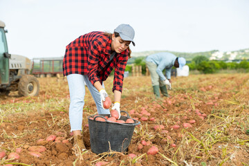 Portrait of positive woman seasonal farm worker picking potatoes crop on farm land