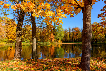 Golden autumn (fall) in Alexander park, Tsarskoe Selo (Pushkin), Saint Petersburg, Russia