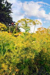 Dill blossoms  and seeds in the garden in summer