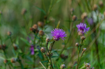 Polne kwiaty  © wedrownik52