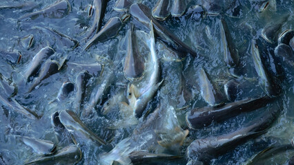 The swarms of catfish swim in abundance. In the water full of fish swimming on the surface until the water splashes.