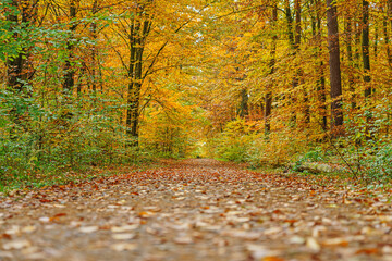 Autumn forest scenery with road of fall leaves & warm light illumining the gold foliage. Footpath in scene autumn forest nature. Vivid october day in colorful forest, maple autumn trees road fall way