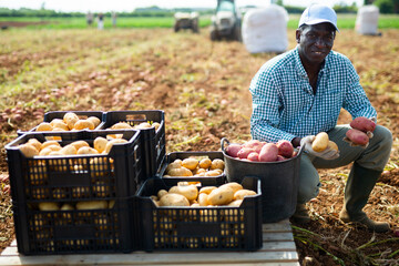 Satisfied farmer posing with harvested potatoes in the field