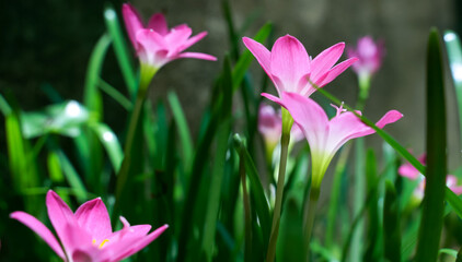 Fototapeta premium Pink lily flower macro photography on summer day beauty lily garden with pink petals close up garden photography.