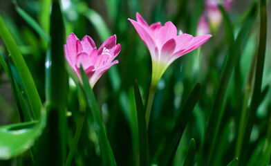 Pink lily flower macro photography on summer day beauty lily garden with pink petals close up garden photography.