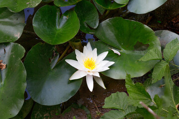 Nymphaea nouchali, often known by its synonym Nymphaea stellata, or by common names blue lotus, star lotus, red water lily, dwarf aquarium lily, blue water lily, blue star water lily.