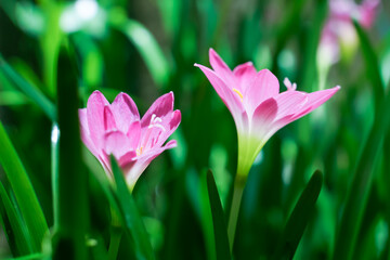 Fototapeta premium Pink lily flower macro photography on summer day beauty lily garden with pink petals close up garden photography.