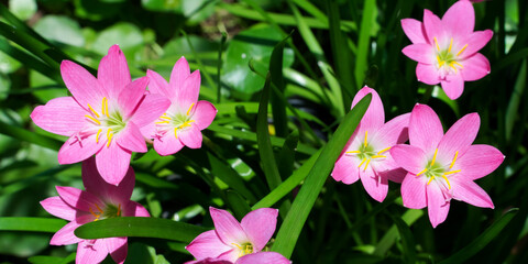 Pink lily flower macro photography on summer day beauty lily garden with pink petals close up garden photography.